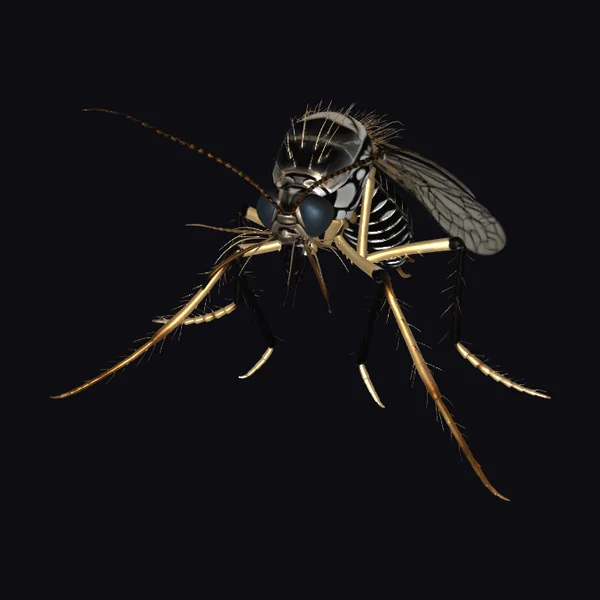 Giant Mosquito Insect