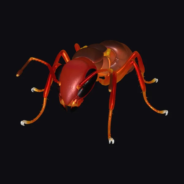 Red Ant Insect