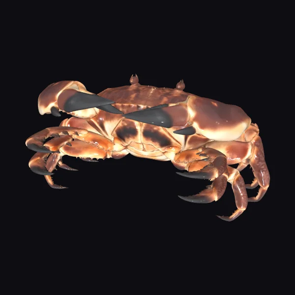 Brown Crab with Shell