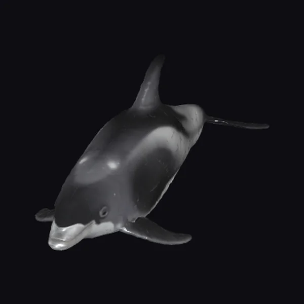 Dolphin with White Beak