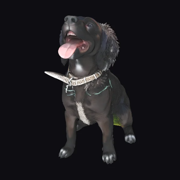 Black Dog with Collar