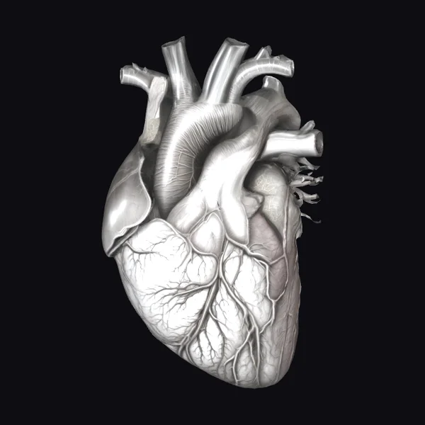 Anatomical Heart Model