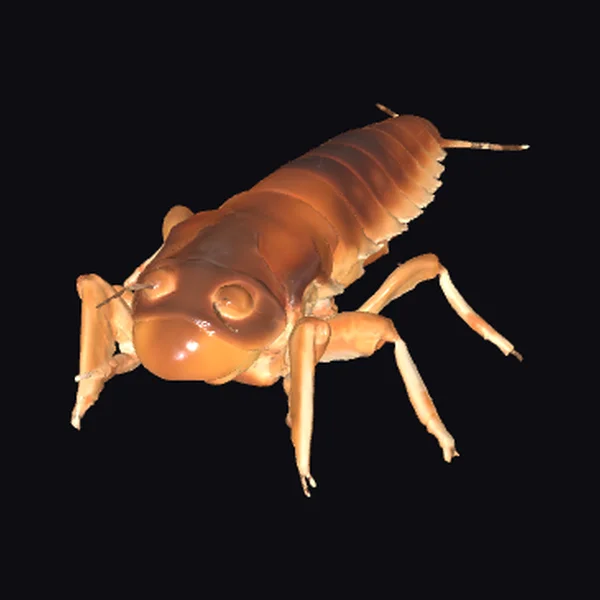 Brown Insect Larva Closeup