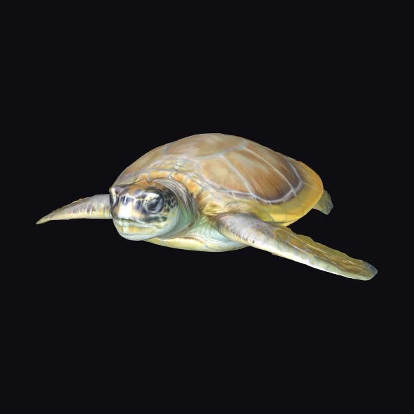 Gliding Sea Turtle