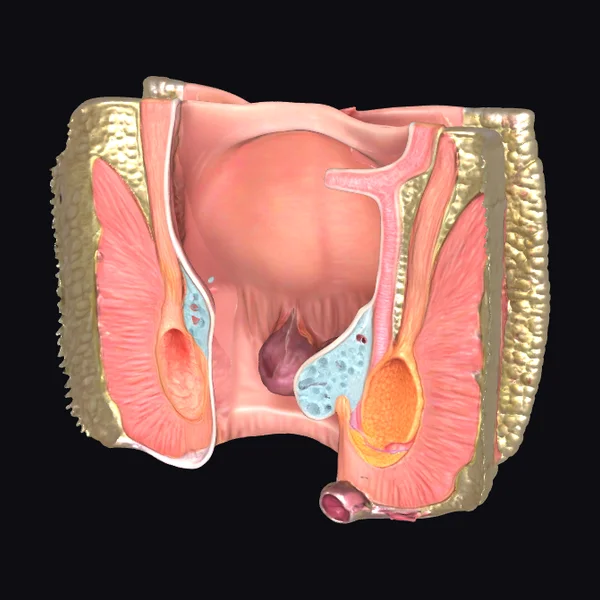 Anatomical Pelvis Diagram