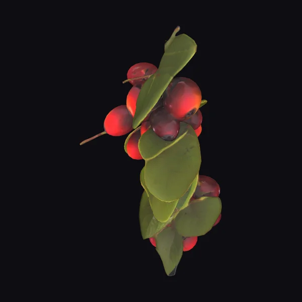 Java Plum Fruit Bunch