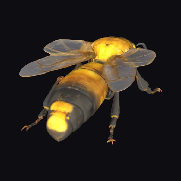 Yellow and Black Insect