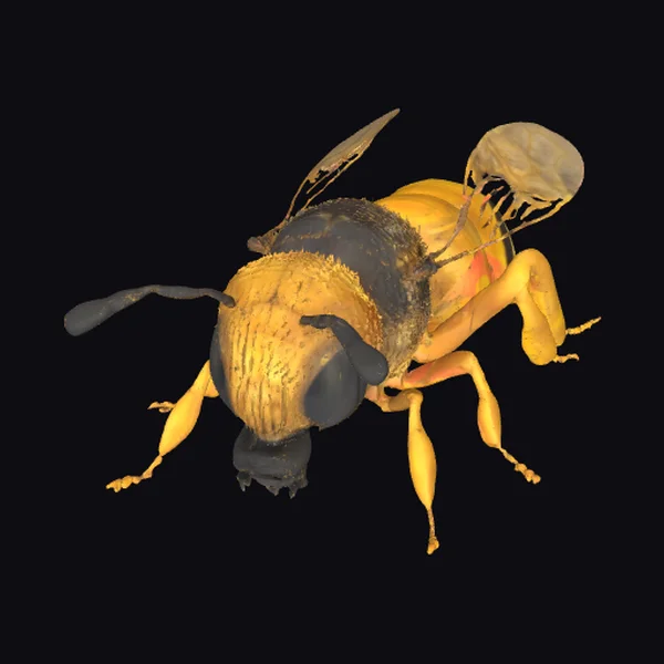 Yellow and Black Insect