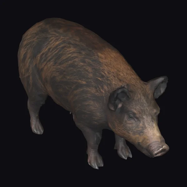 Wild Boar in Motion