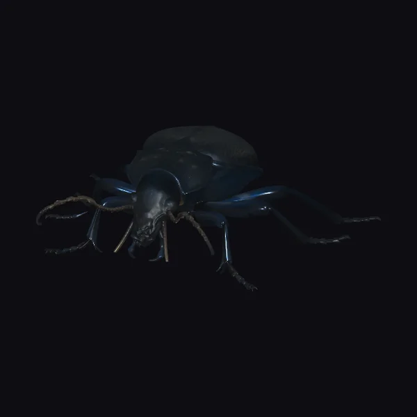 Midnight Longhorn Beetle