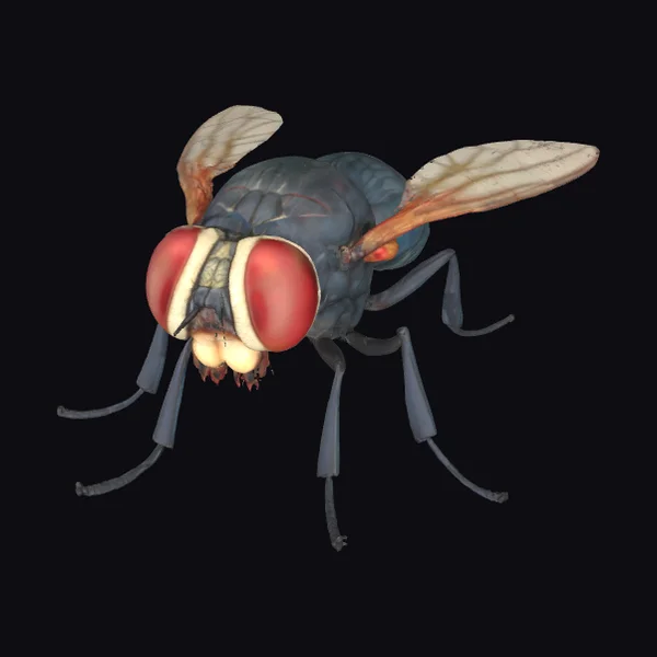 Housefly with Red Eyes