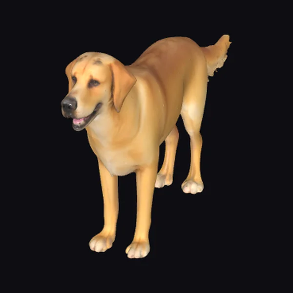 Yellow Labrador Retriever