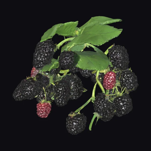 Blackberry Branch with Berries