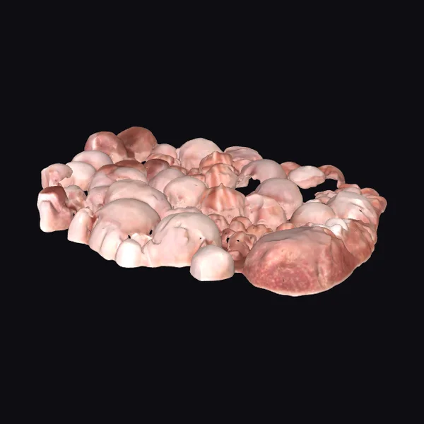 Cluster of Barnacles on Rock