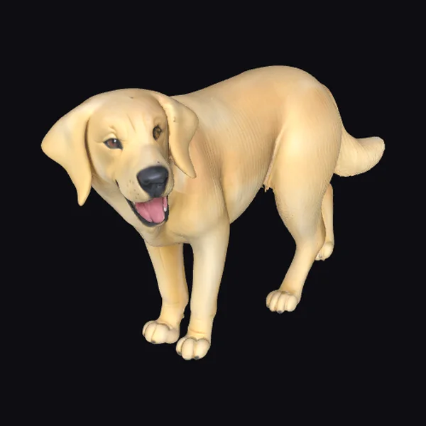 Yellow Labrador Retriever Dog