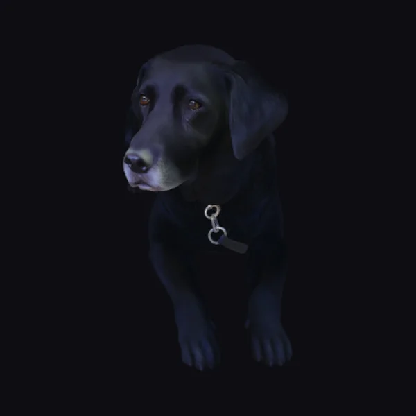 Black Labrador on Deck