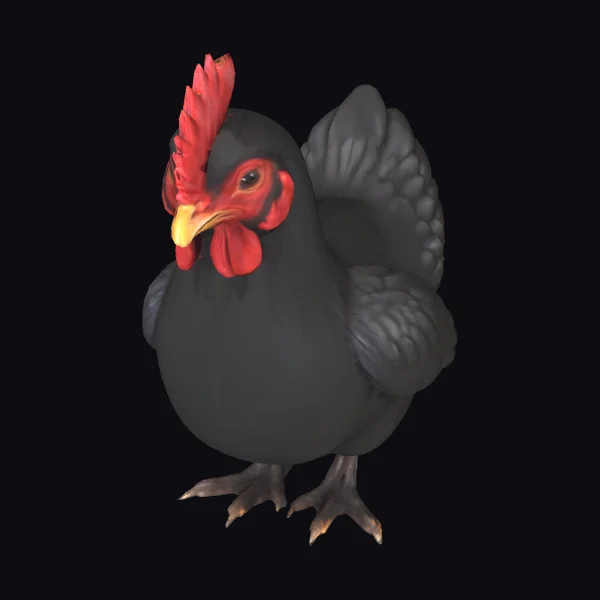Black Hen Portrait