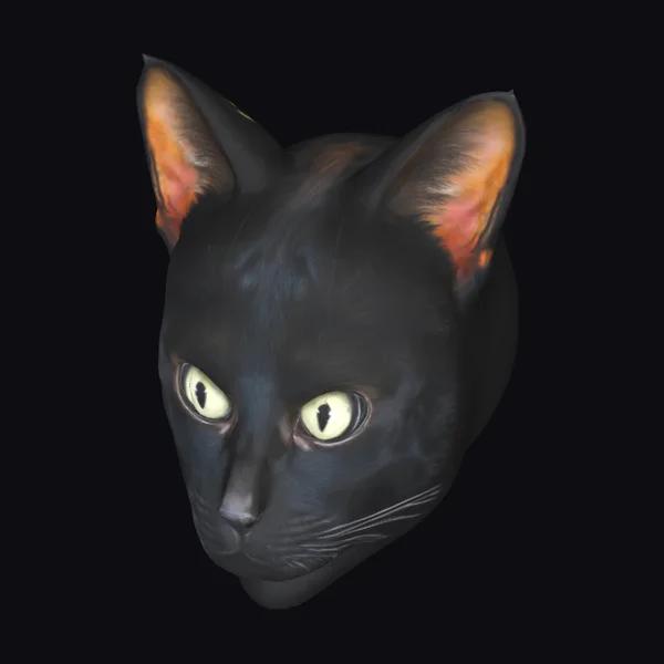 Black Cat Head