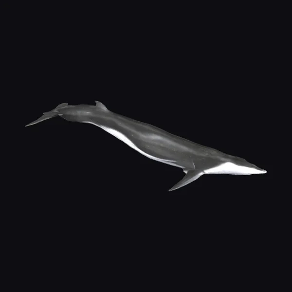Gliding Finback Whale