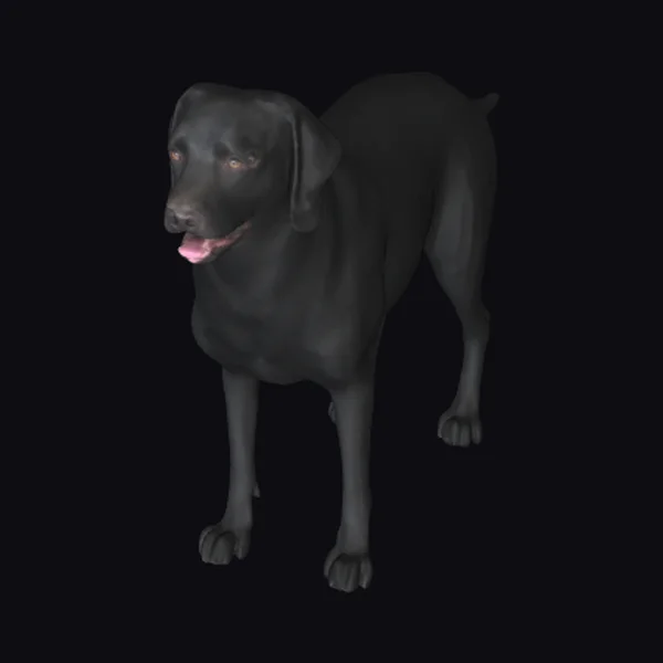 Black Labrador Standing