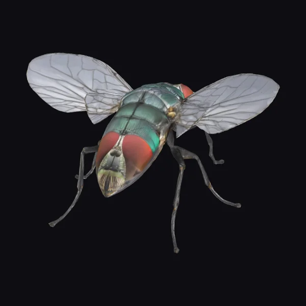 Housefly with Spread Wings