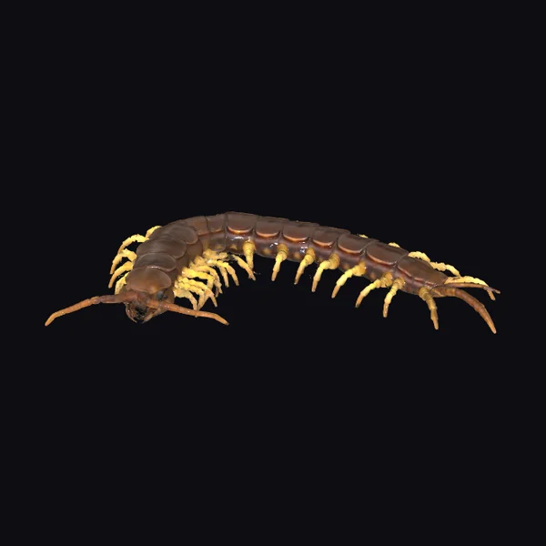 Centipede Crawl