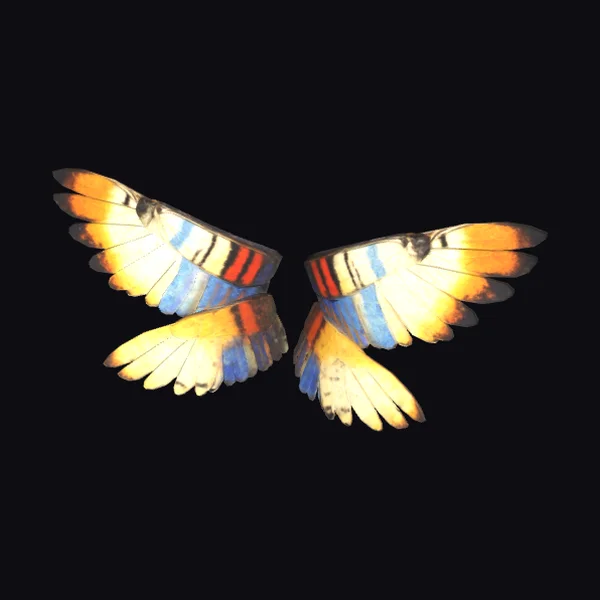 Colorful Butterfly Wings