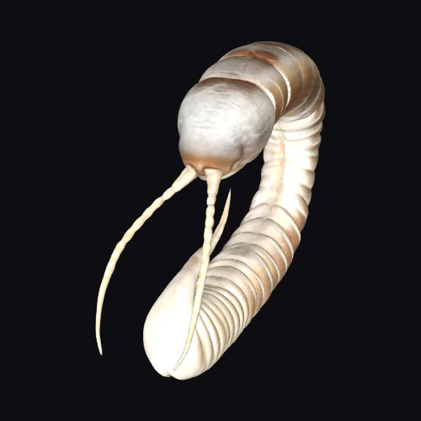 Sugar Beet Nematode Worm