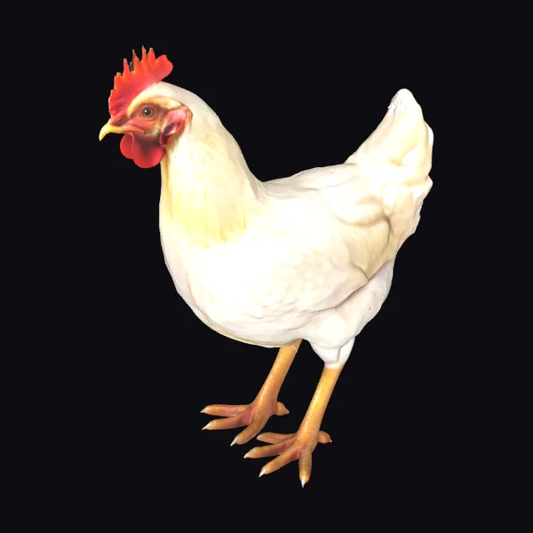 White Chicken