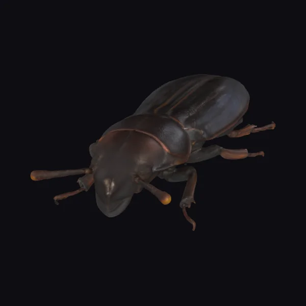 Darkling Beetle from Above