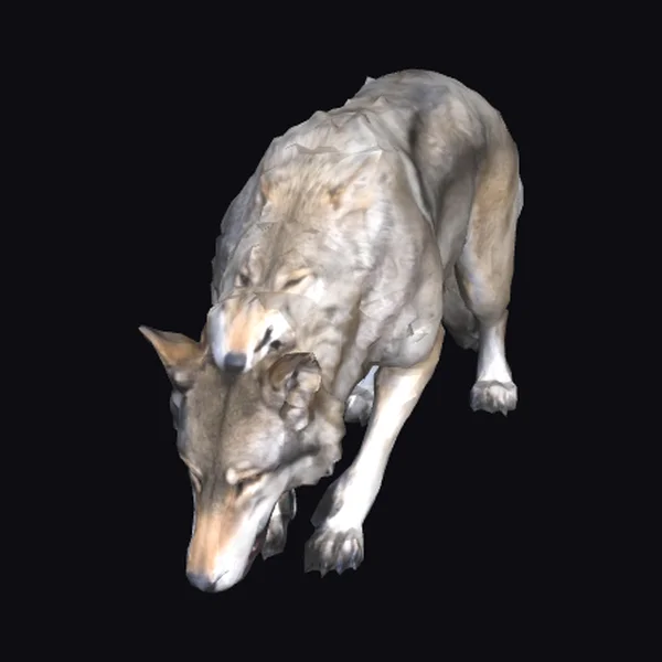 Wolf Drinking from River