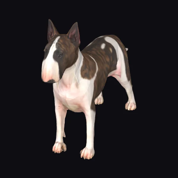 Bull Terrier Standing