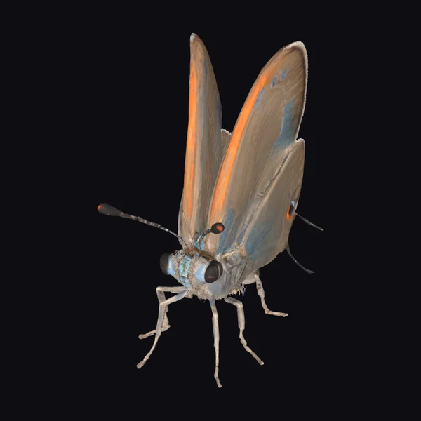 Butterfly with Orange Wings