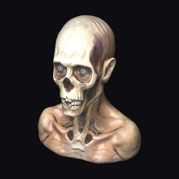 Anatomical Skull Bust