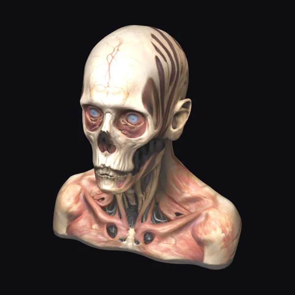 Anatomical Skull Bust