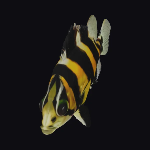 Zebra Angelfish