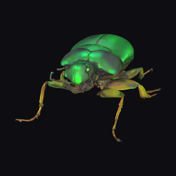 Emerald Jewel Beetle