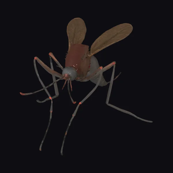 Detailed Mosquito Model