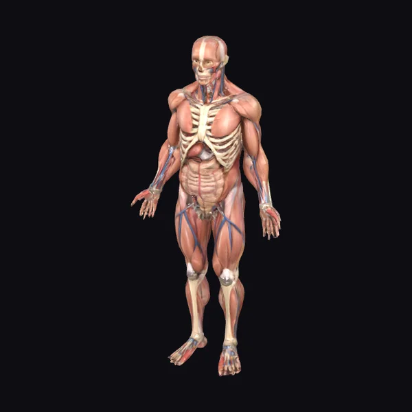 Anatomical Human Body