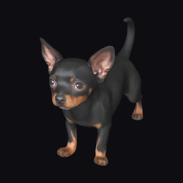 Black Min Pin Dog