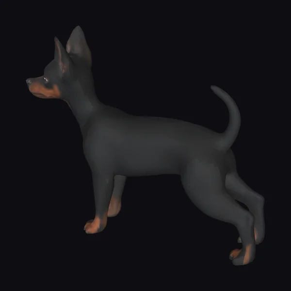 Black Miniature Pinscher Dog