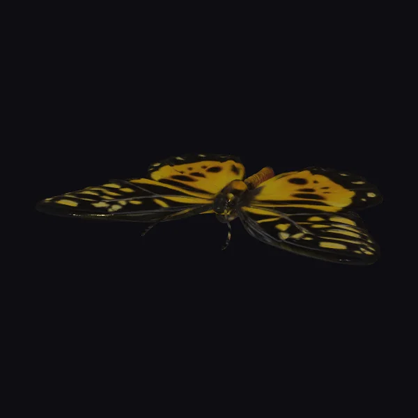 Yellow Black Butterfly