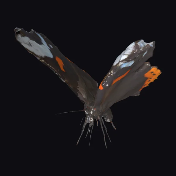 Black Butterfly with Orange