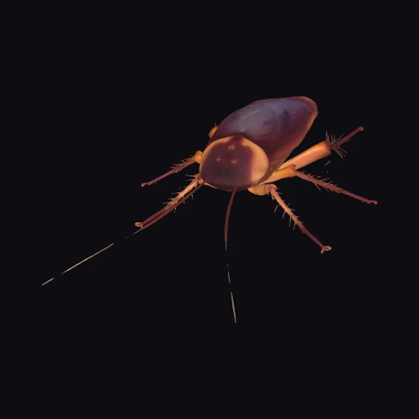 Cockroach Portrait
