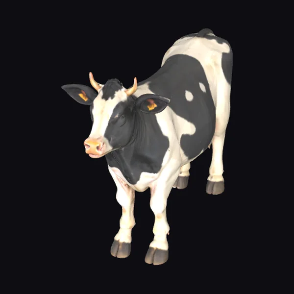 Black and White Cow