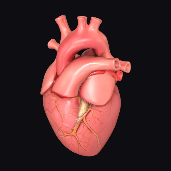 Anatomical Human Heart