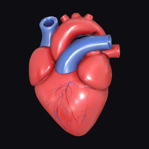 Anatomical Heart Model