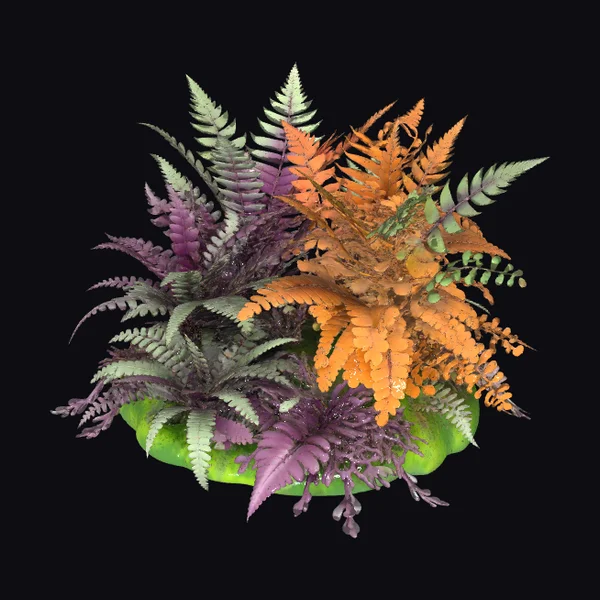 Autumn Foliage Ferns