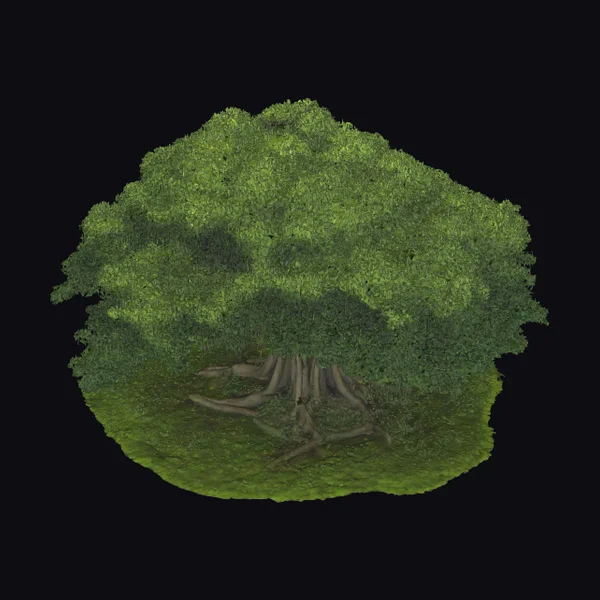 Banyan Tree Landscape