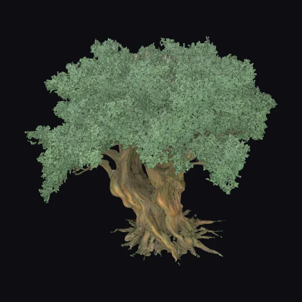 Ancient Tree with Exposed Roots